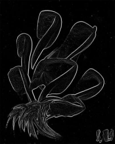 BioMorph *6 Edged